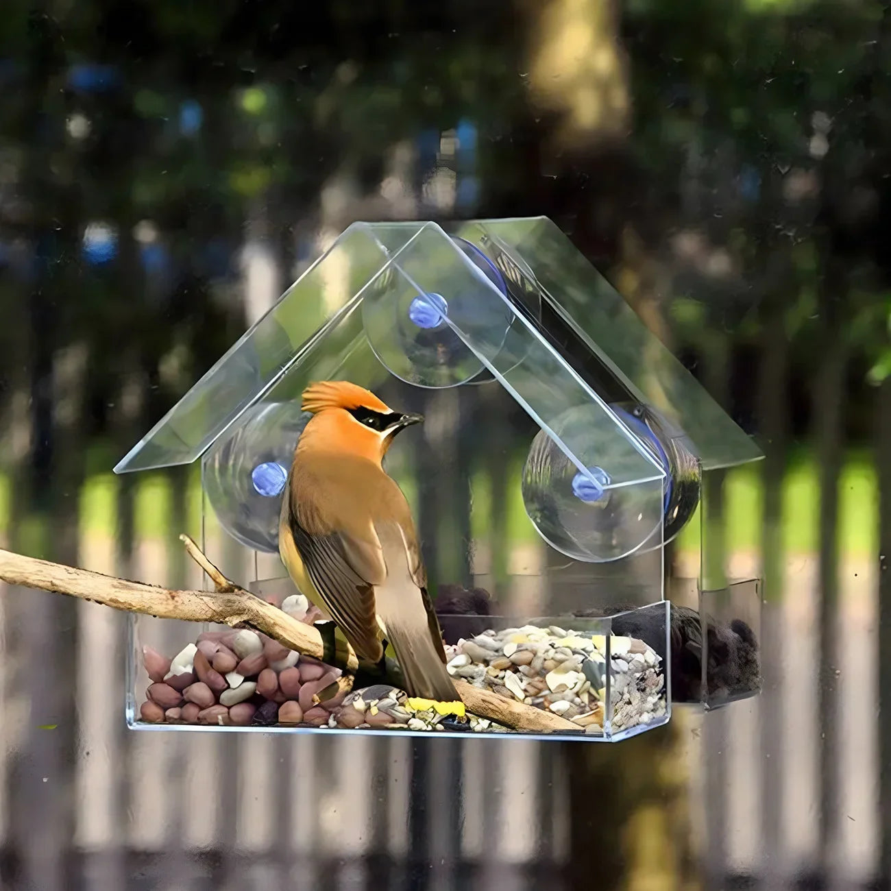 Feature Transparent Window Bird Feeder With Suction Cups